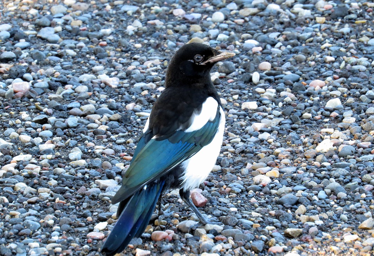 Black-billed Magpie - ML612181853