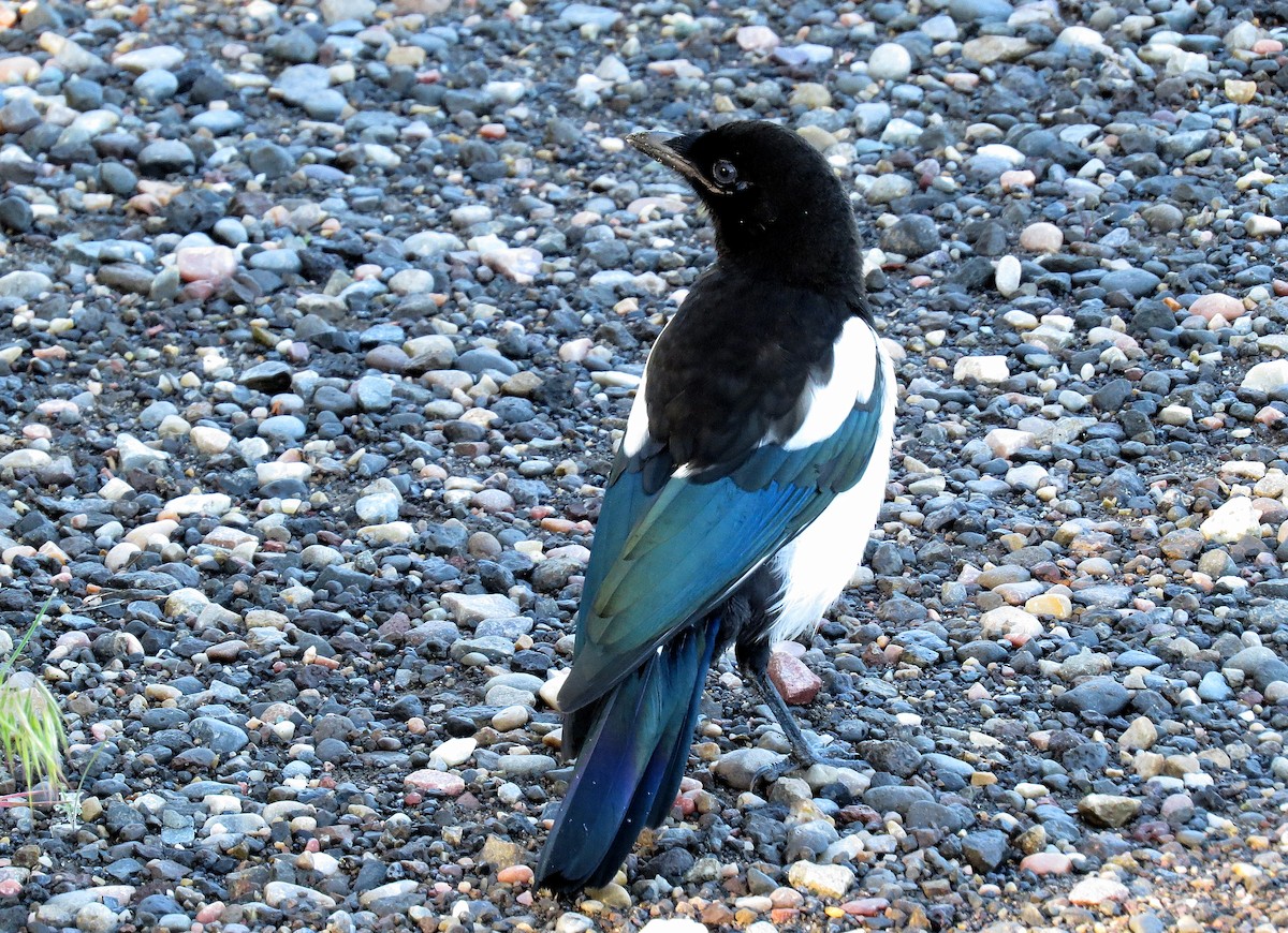 Black-billed Magpie - ML612181854