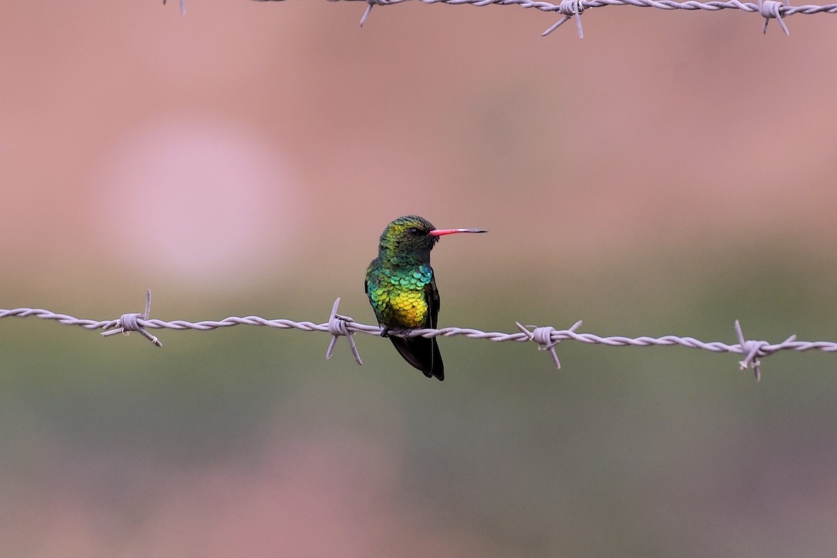 Glittering-bellied Emerald - ML612181899