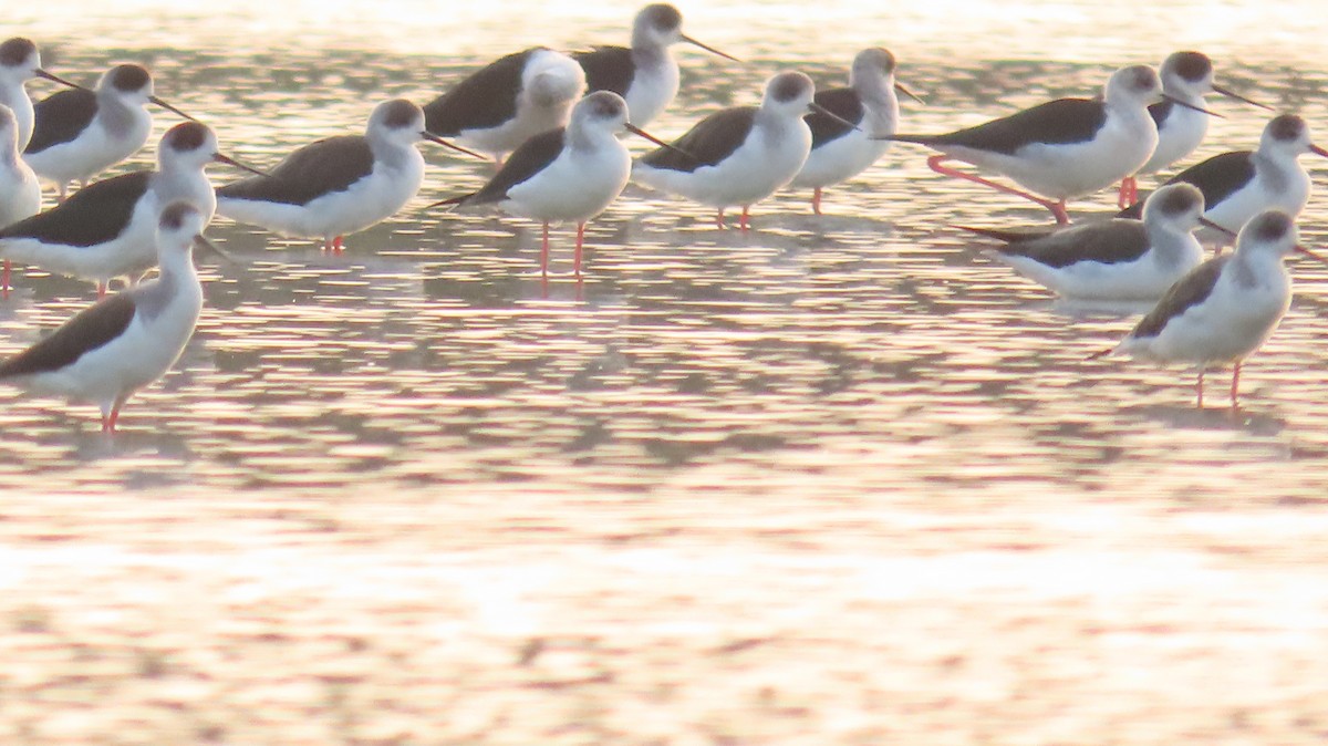 Black-winged Stilt - ML612181961