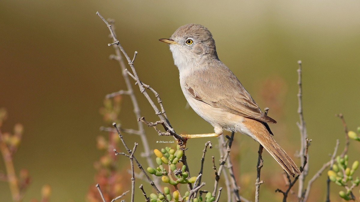 Asian Desert Warbler - ML612181981