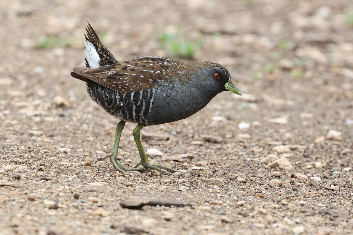 Australian Crake - ML612181984