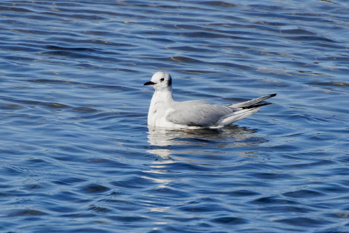 Bonaparte's Gull - ML612182032