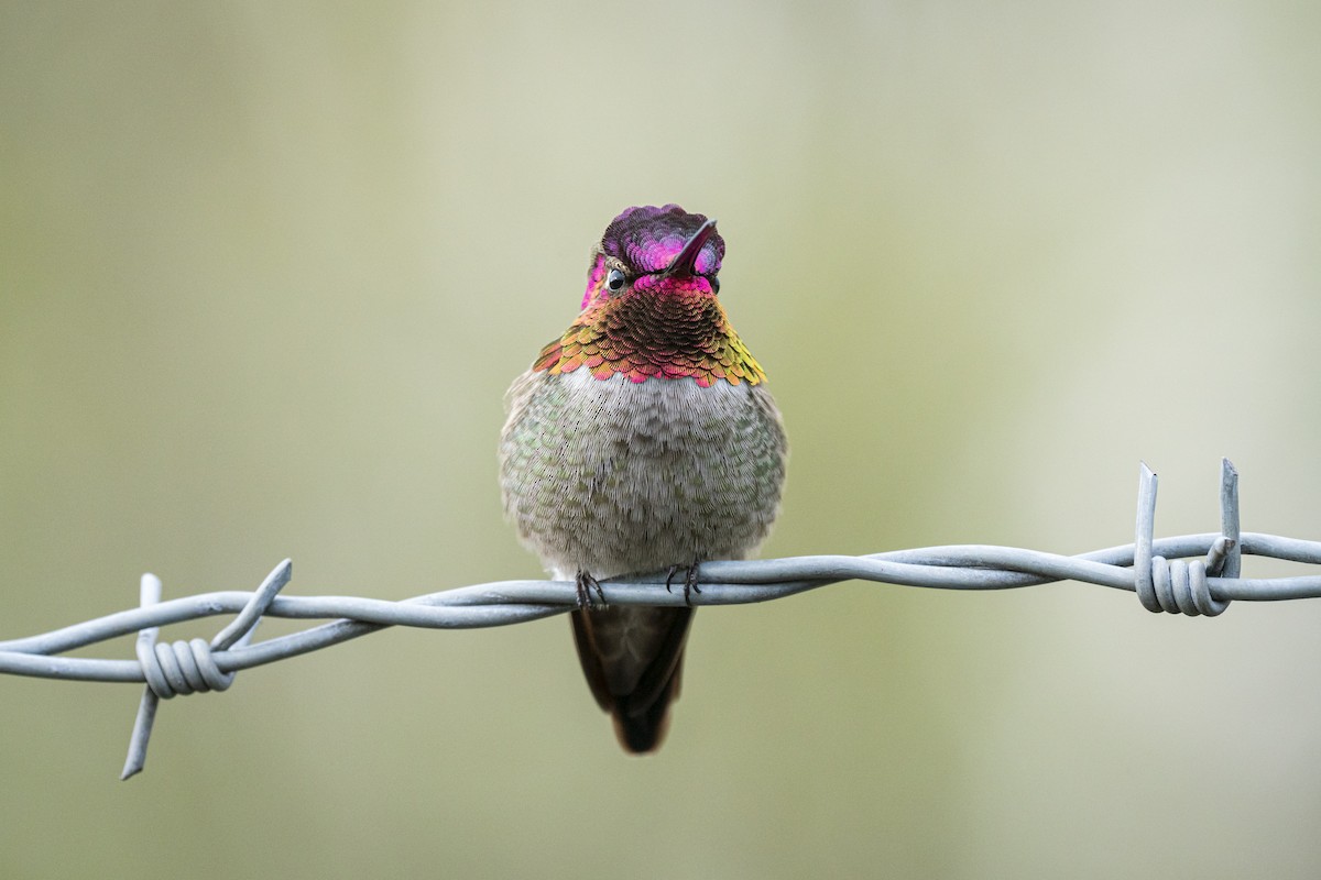 Anna's Hummingbird - ML612182045