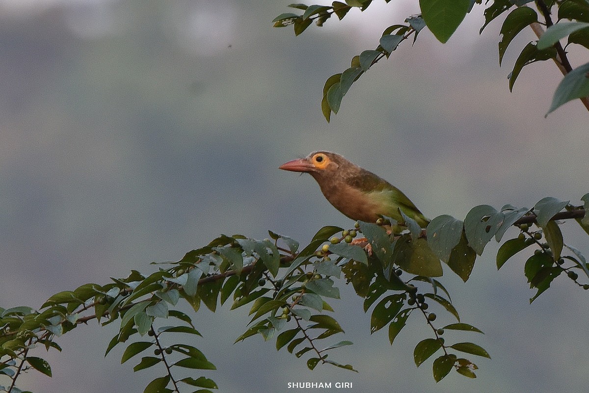 Brown-headed Barbet - Shubham Giri