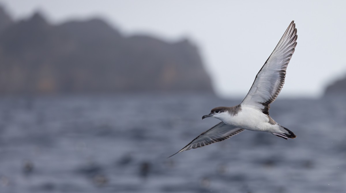 Buller's Shearwater - ML612182070