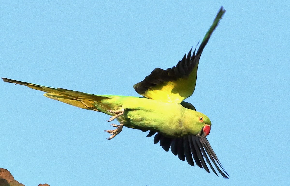 Rose-ringed Parakeet - ML612182115