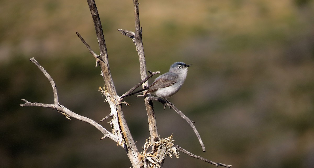 Blue-gray Gnatcatcher - ML612182155