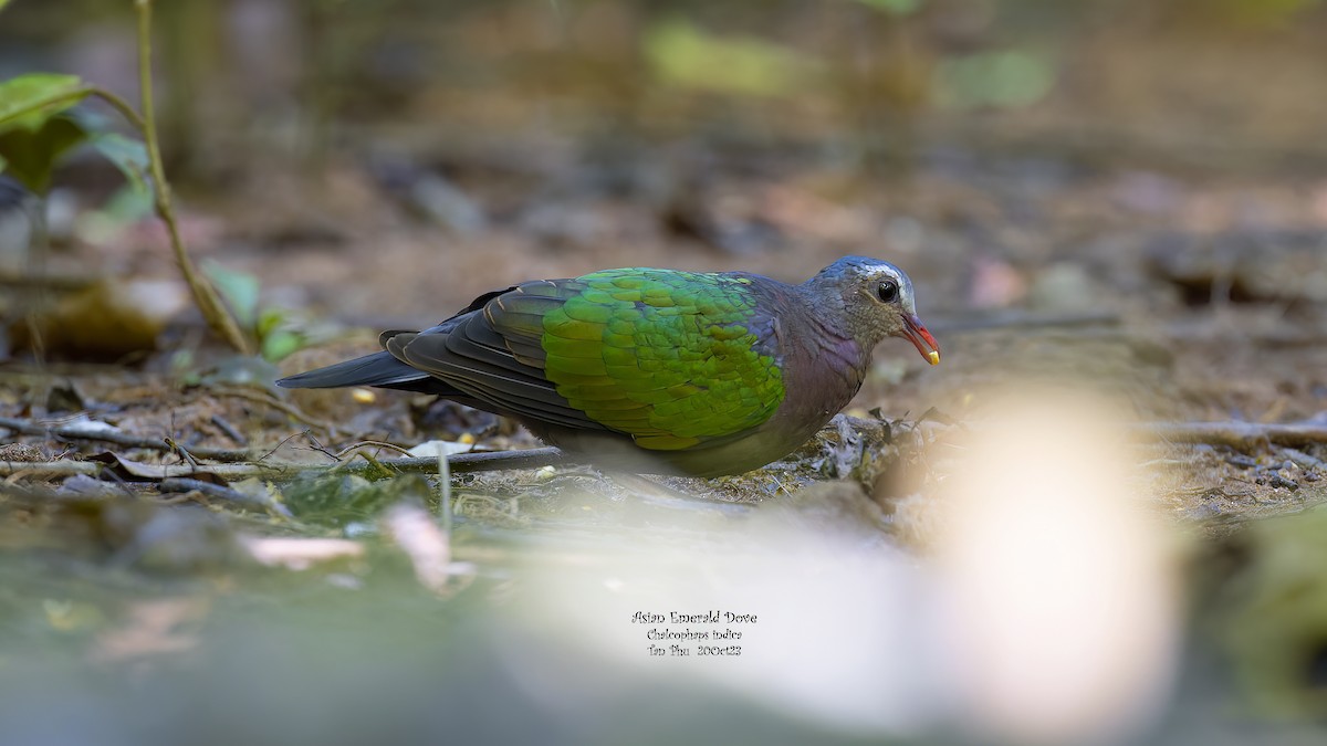 Asian Emerald Dove - ML612182181