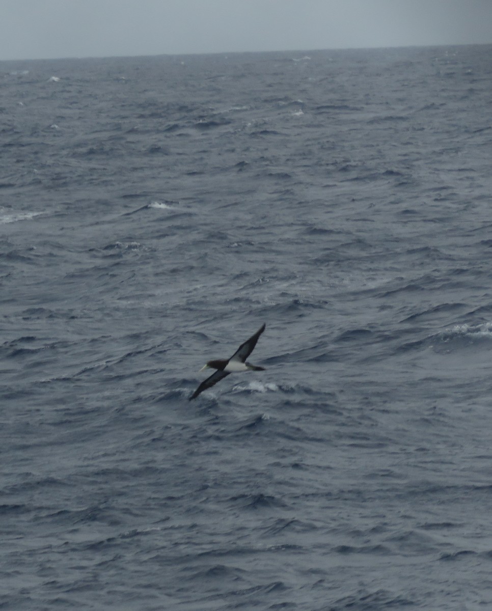 Brown Booby - ML612182197