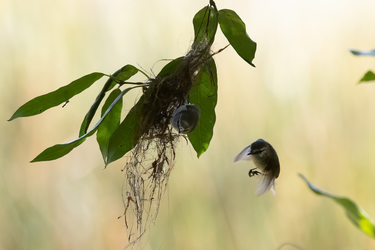 Brown Gerygone - ML612182256