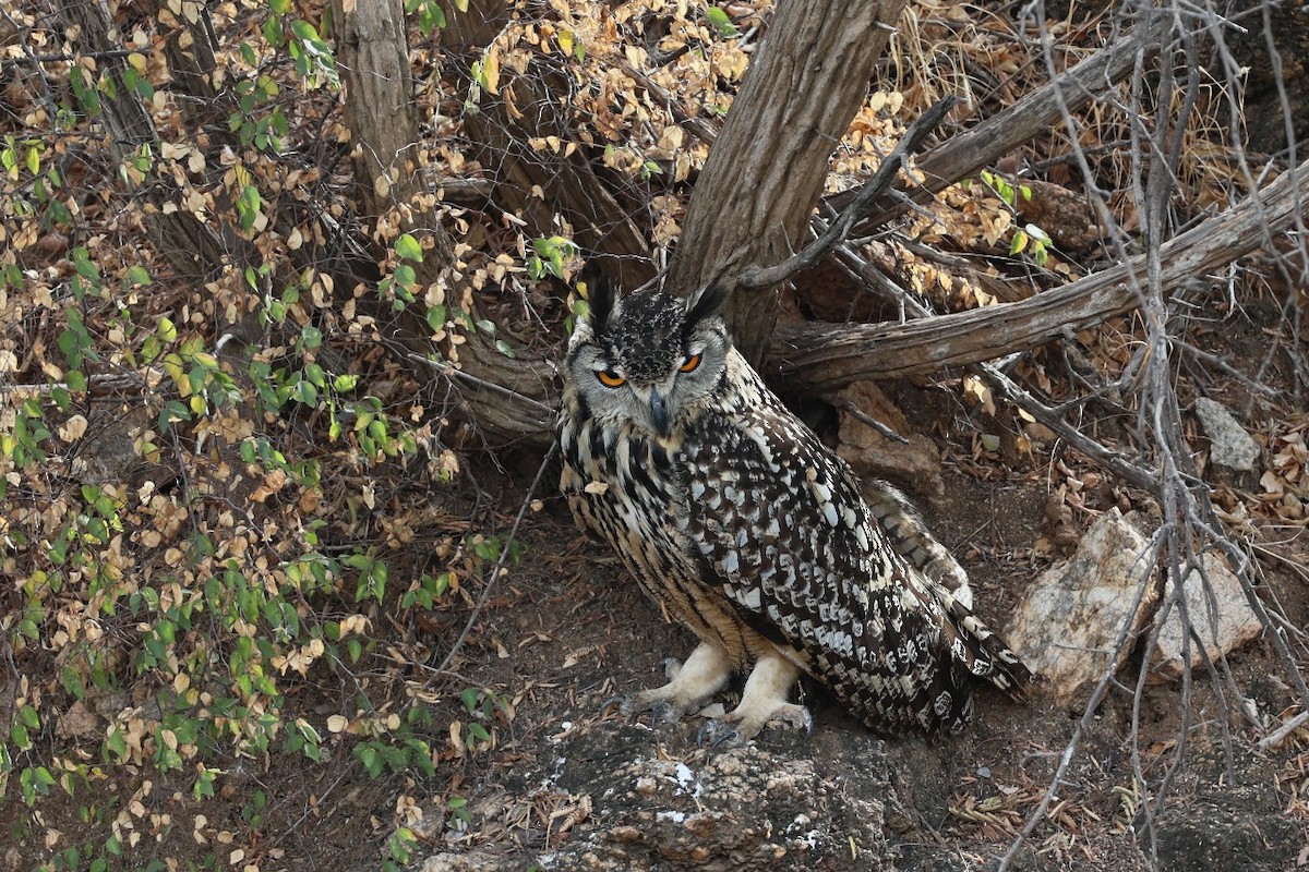 Rock Eagle-Owl - Nitin Srinivasa Murthy