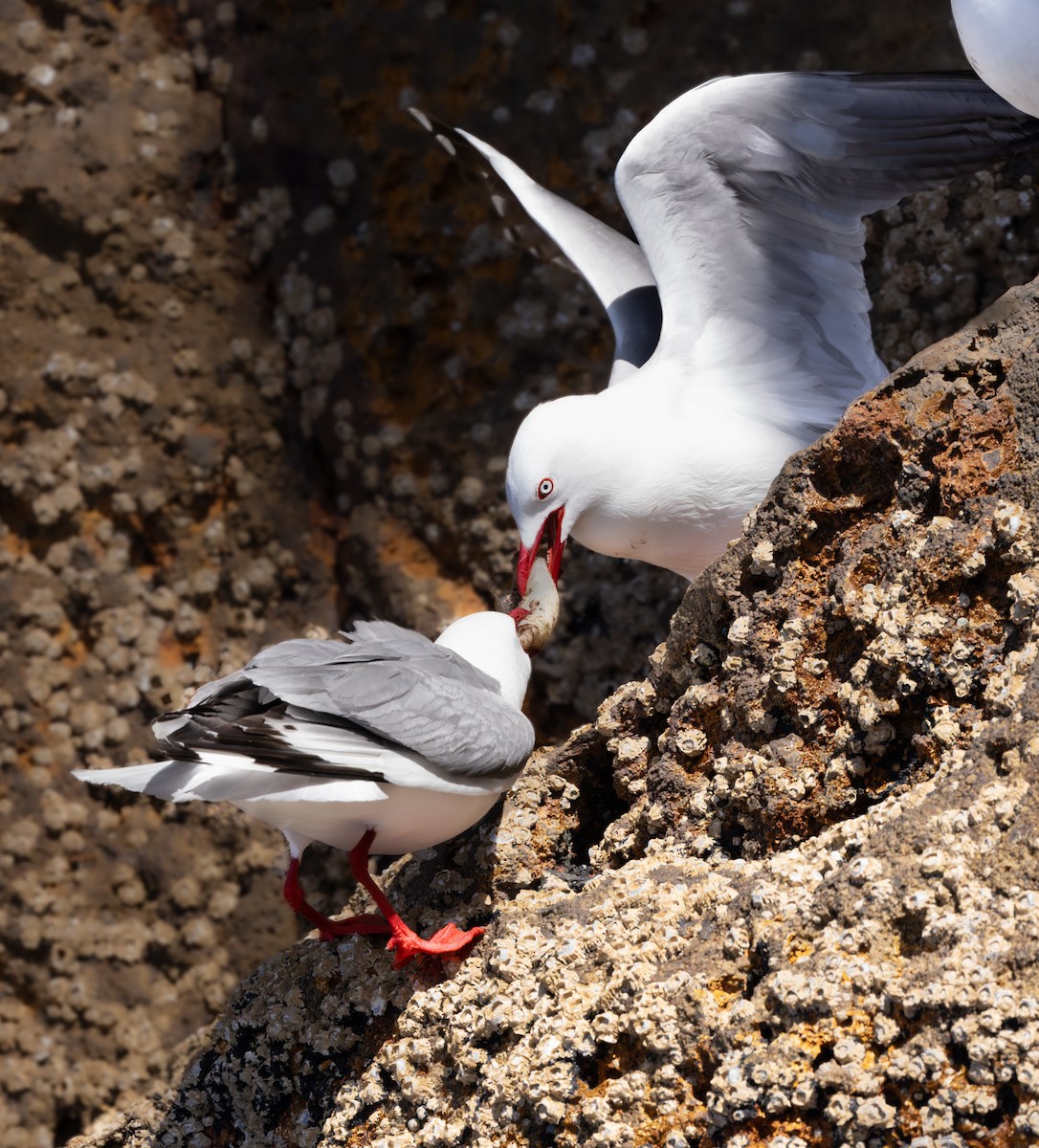 Silver Gull (Red-billed) - ML612182299