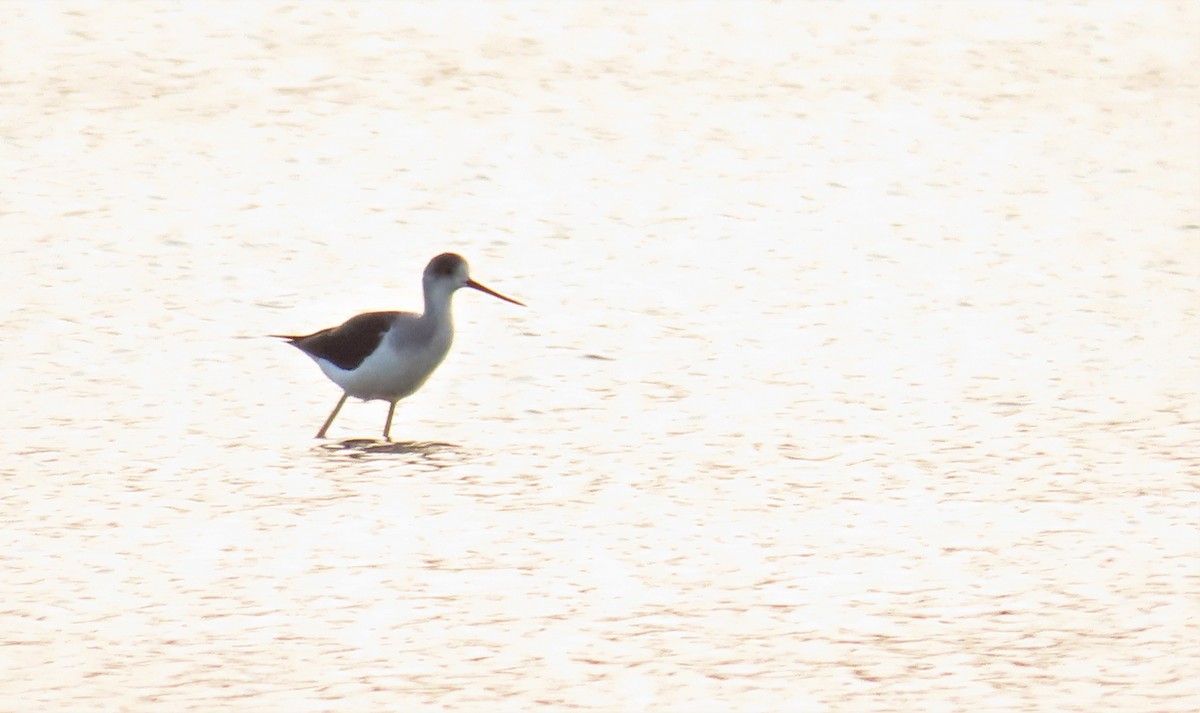 Black-winged Stilt - ML612182310