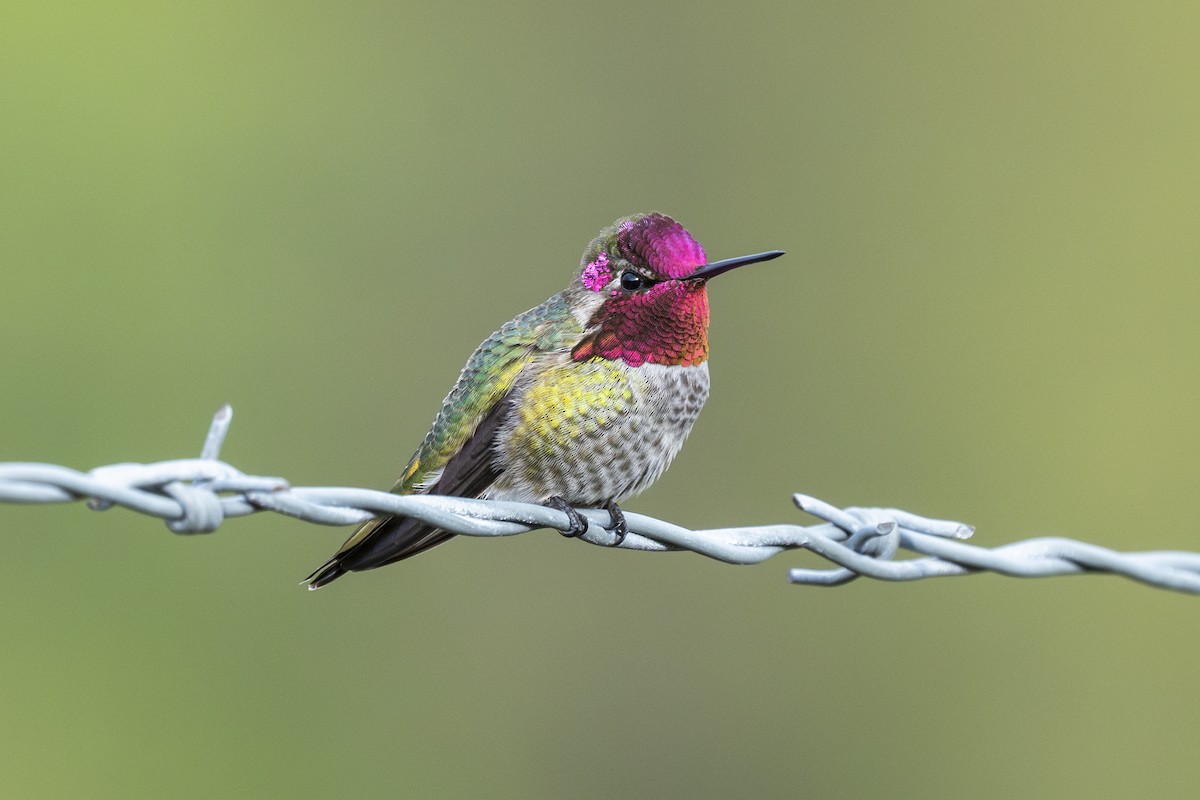 Anna's Hummingbird - ML612182329