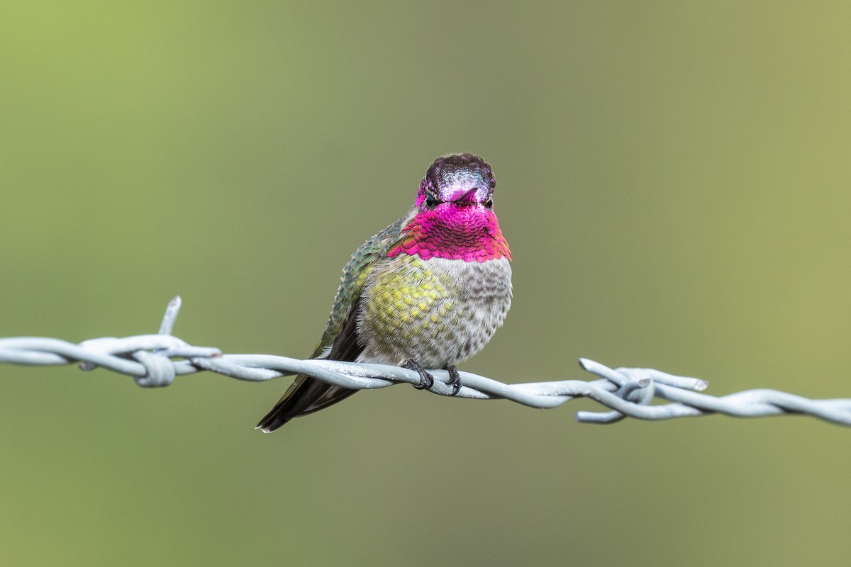 Anna's Hummingbird - ML612182330