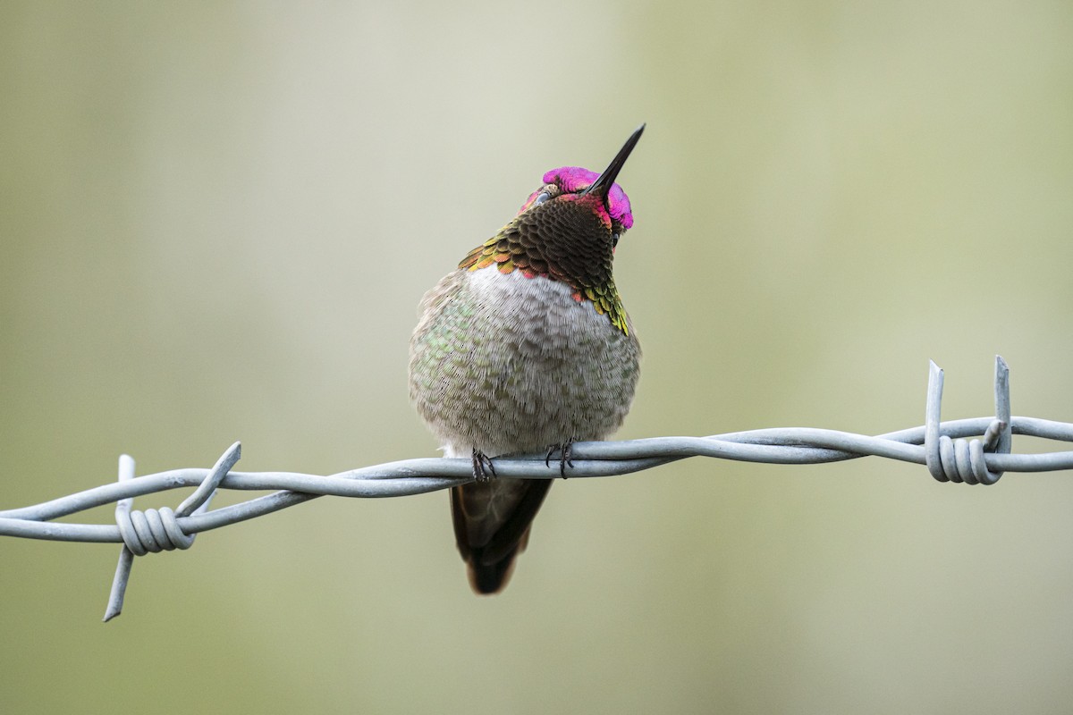 Anna's Hummingbird - ML612182331