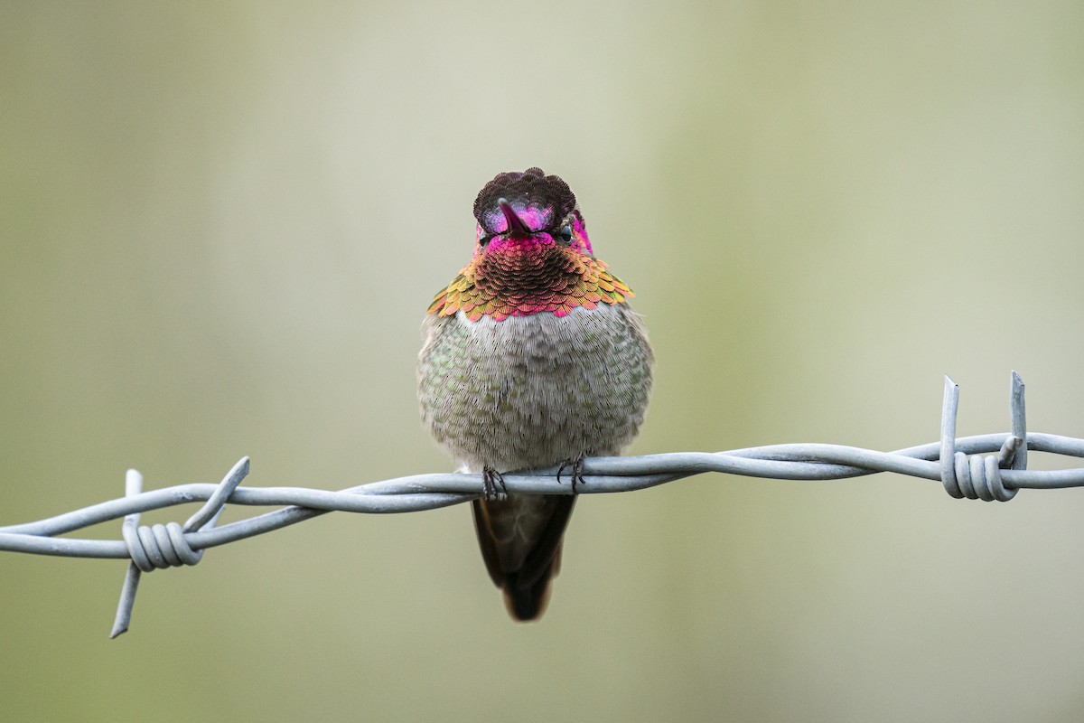 Anna's Hummingbird - ML612182332