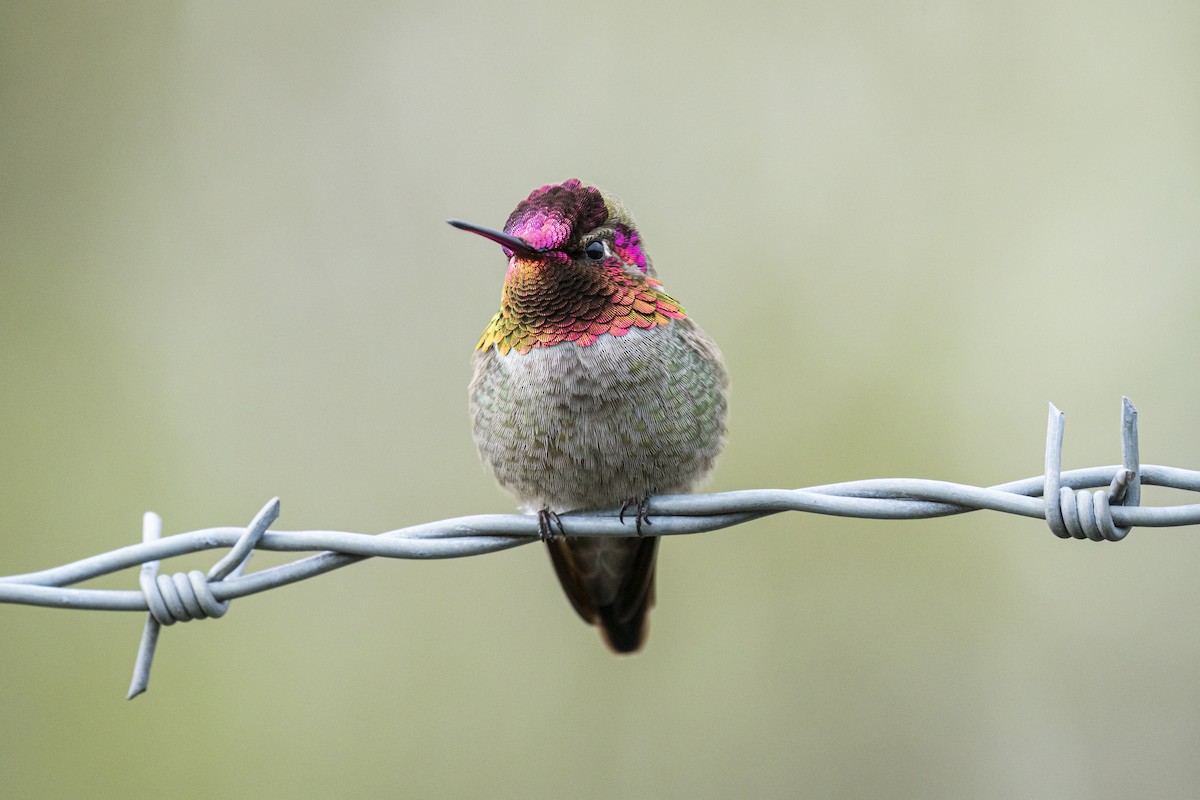 Anna's Hummingbird - ML612182333