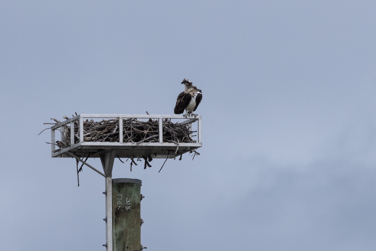 Osprey (Australasian) - Nige Hartley