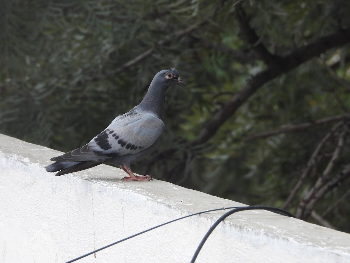 Rock Pigeon (Feral Pigeon) - ML612182380