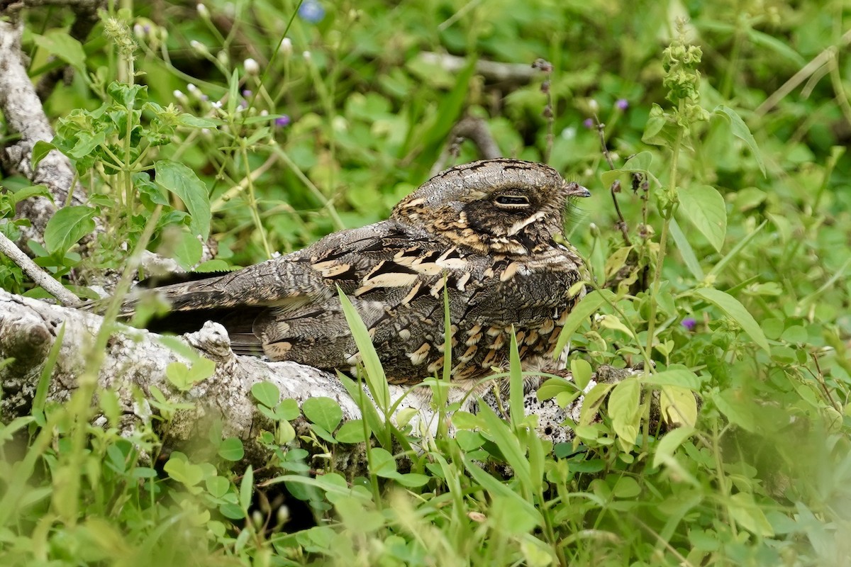 Indian Nightjar - ML612182382