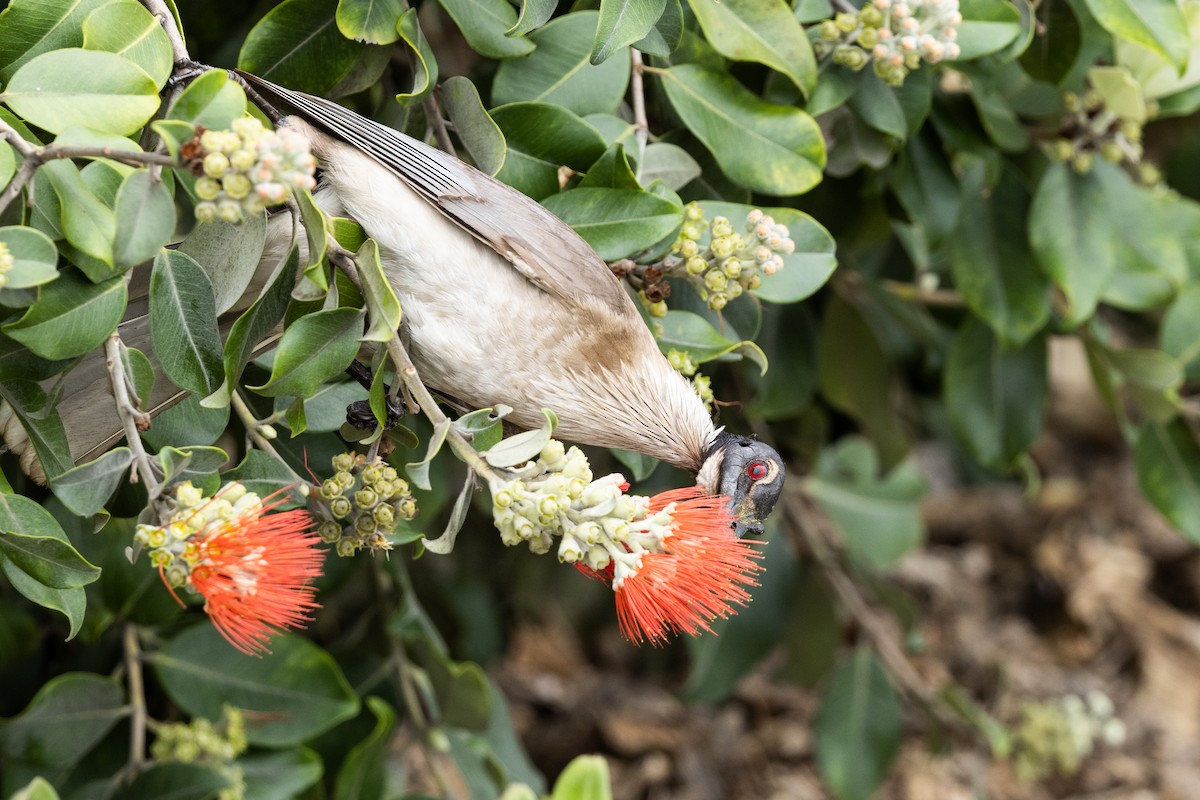 Noisy Friarbird - ML612182384