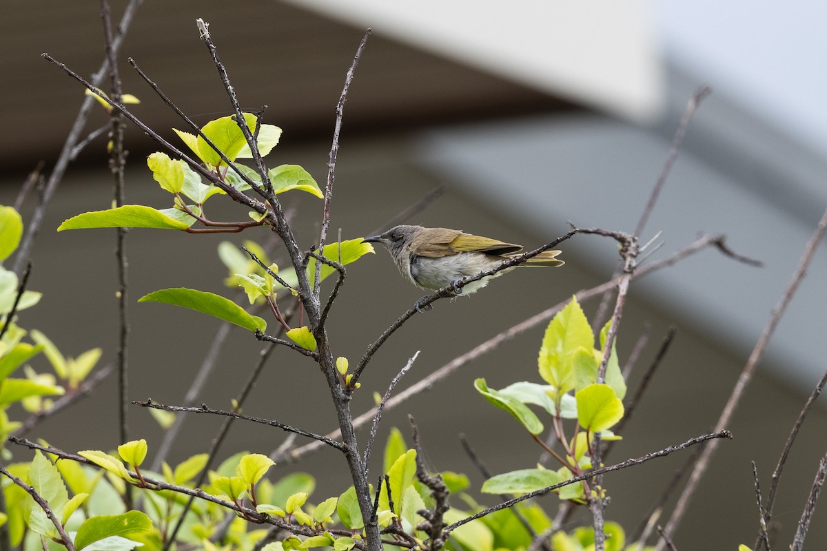 Brown Honeyeater - ML612182385