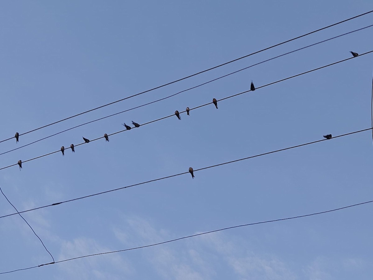 Barn Swallow - ML612182396