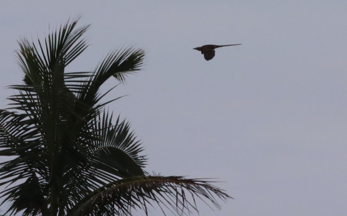 Long-tailed Koel - ML612182484