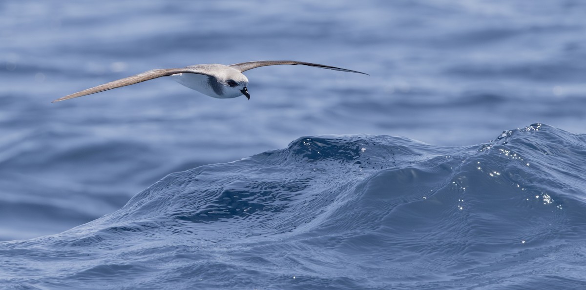 Black-winged Petrel - ML612182493