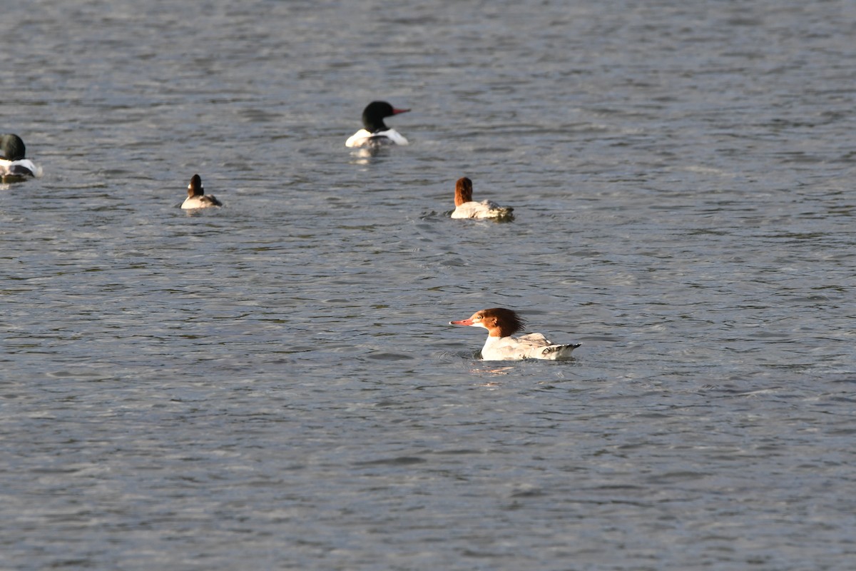 Common Merganser (North American) - ML612182604