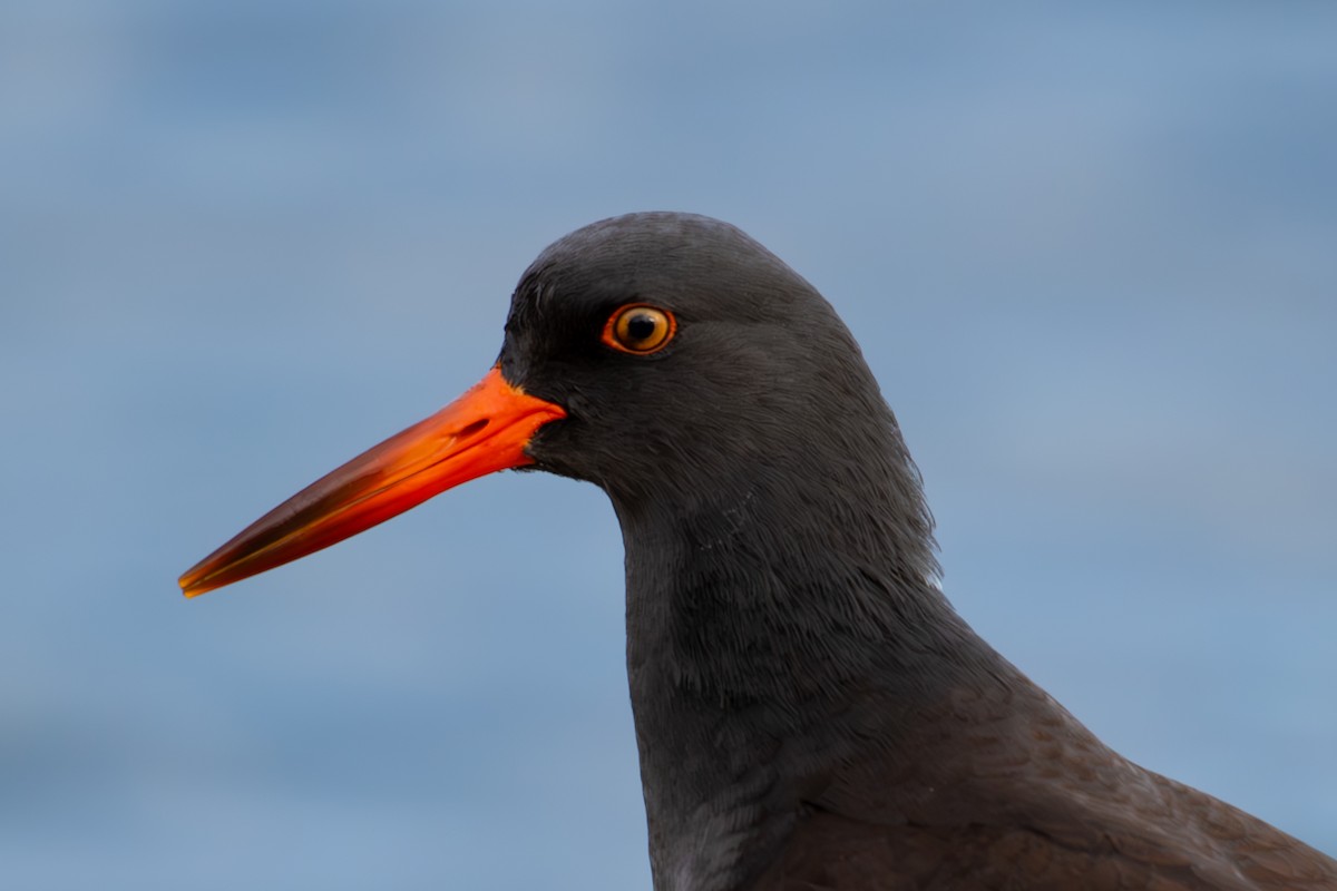 Black Oystercatcher - Keith Sutherland