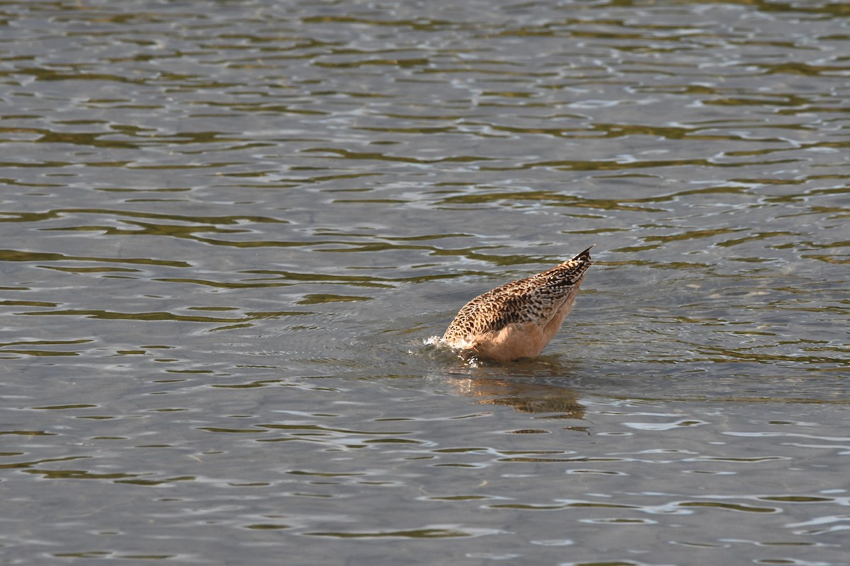 Marbled Godwit - ML612182646