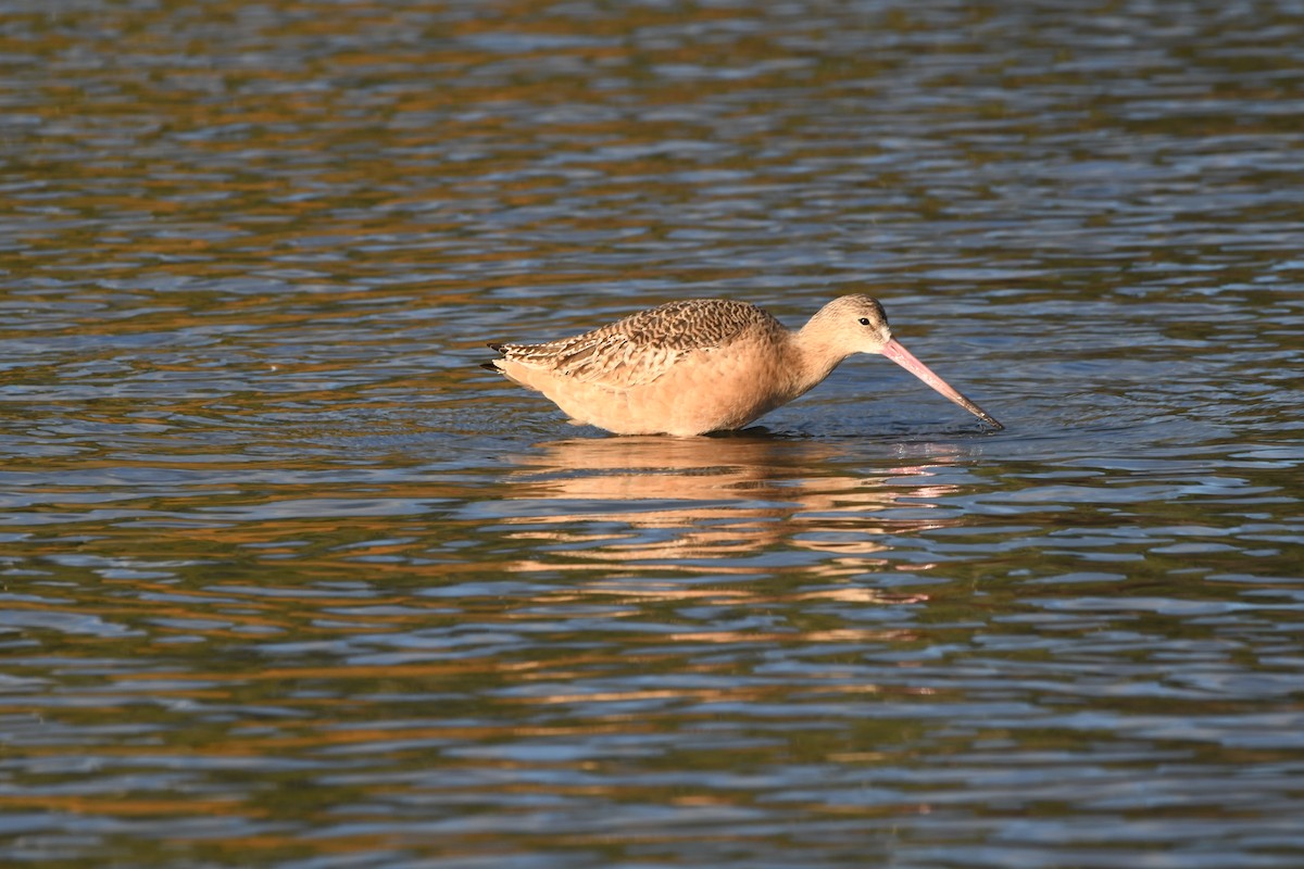 Marbled Godwit - ML612182651