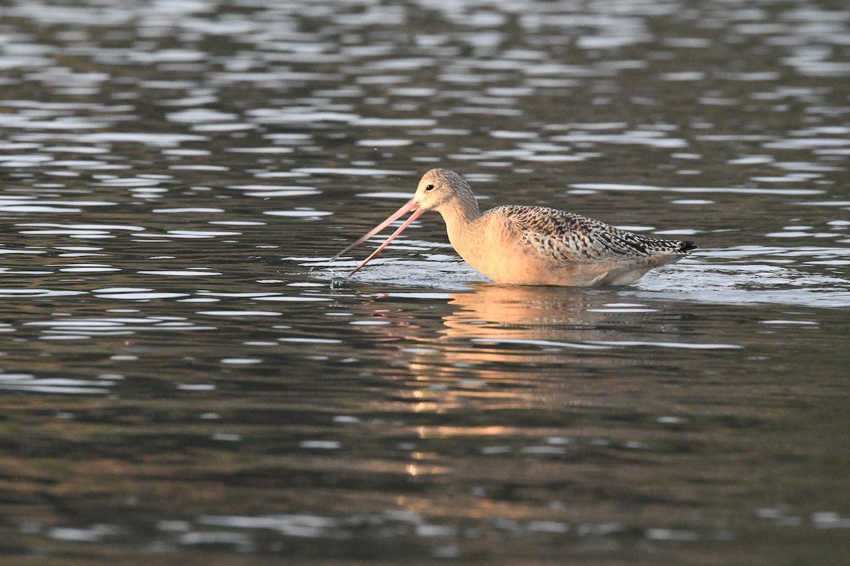 Marbled Godwit - Andrew Jacobs