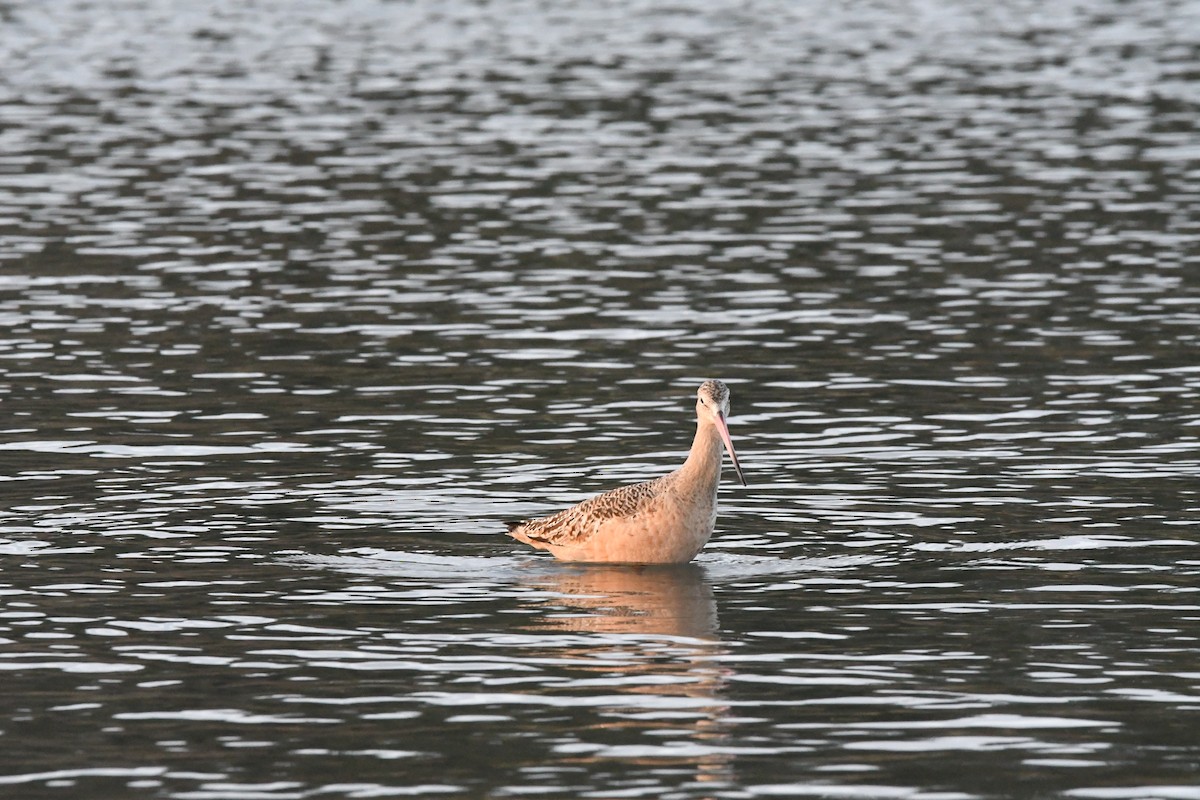 Marbled Godwit - ML612182653