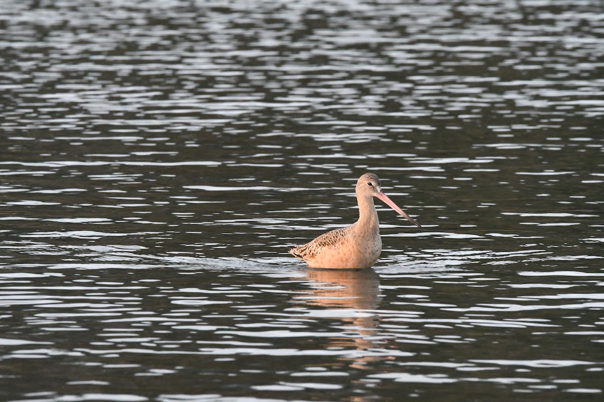 Marbled Godwit - ML612182656