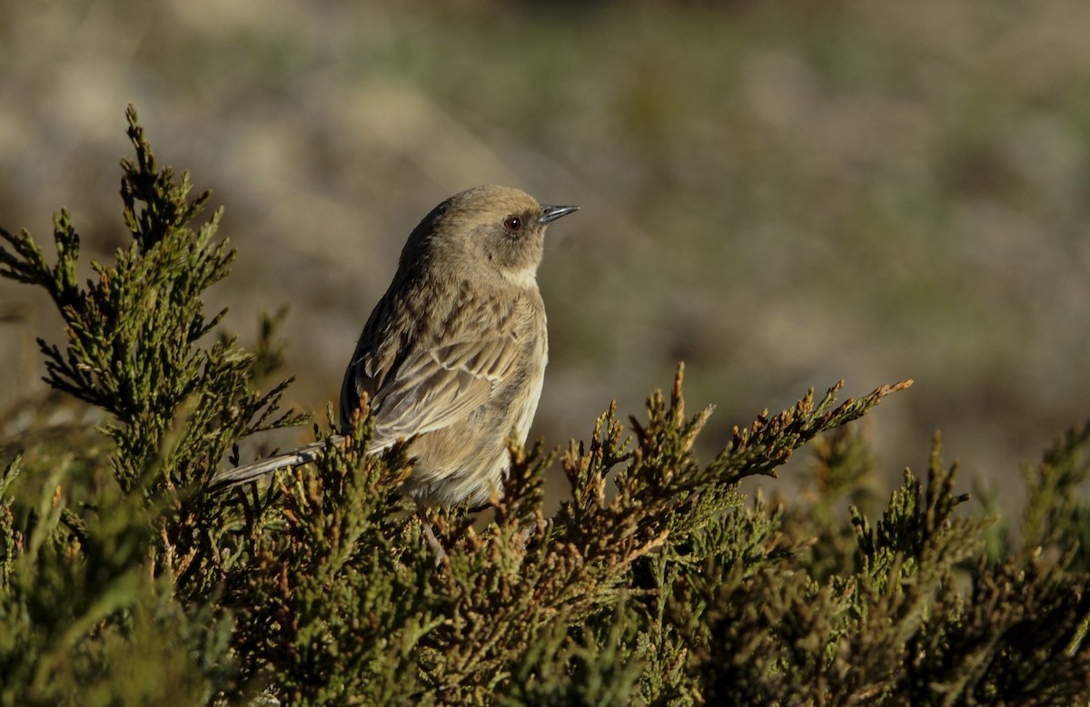 Mongolian Accentor - ML612182826