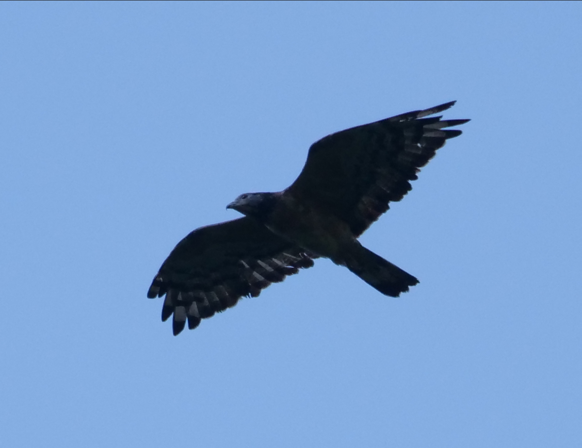 Oriental Honey-buzzard - ML612182841