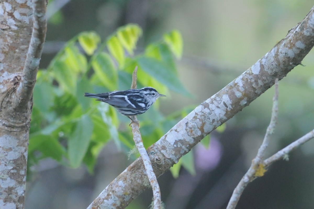 Black-and-white Warbler - ML612182857