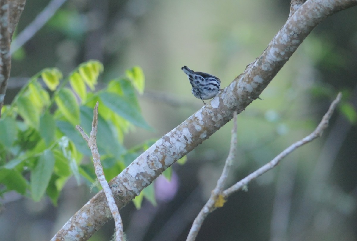 Black-and-white Warbler - ML612182858