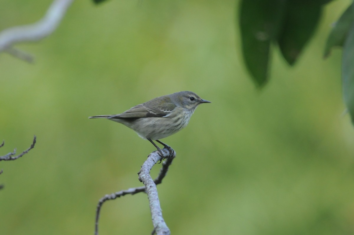 Cape May Warbler - ML612182888