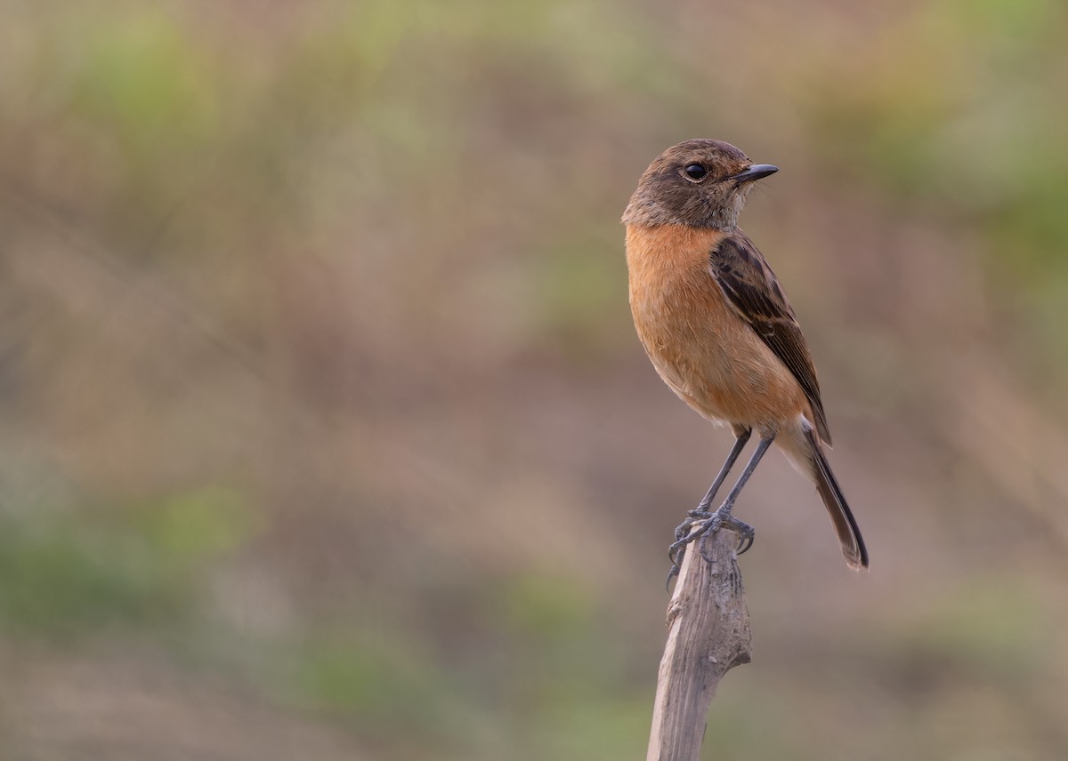 Siberian Stonechat (Przevalski's) - ML612182997