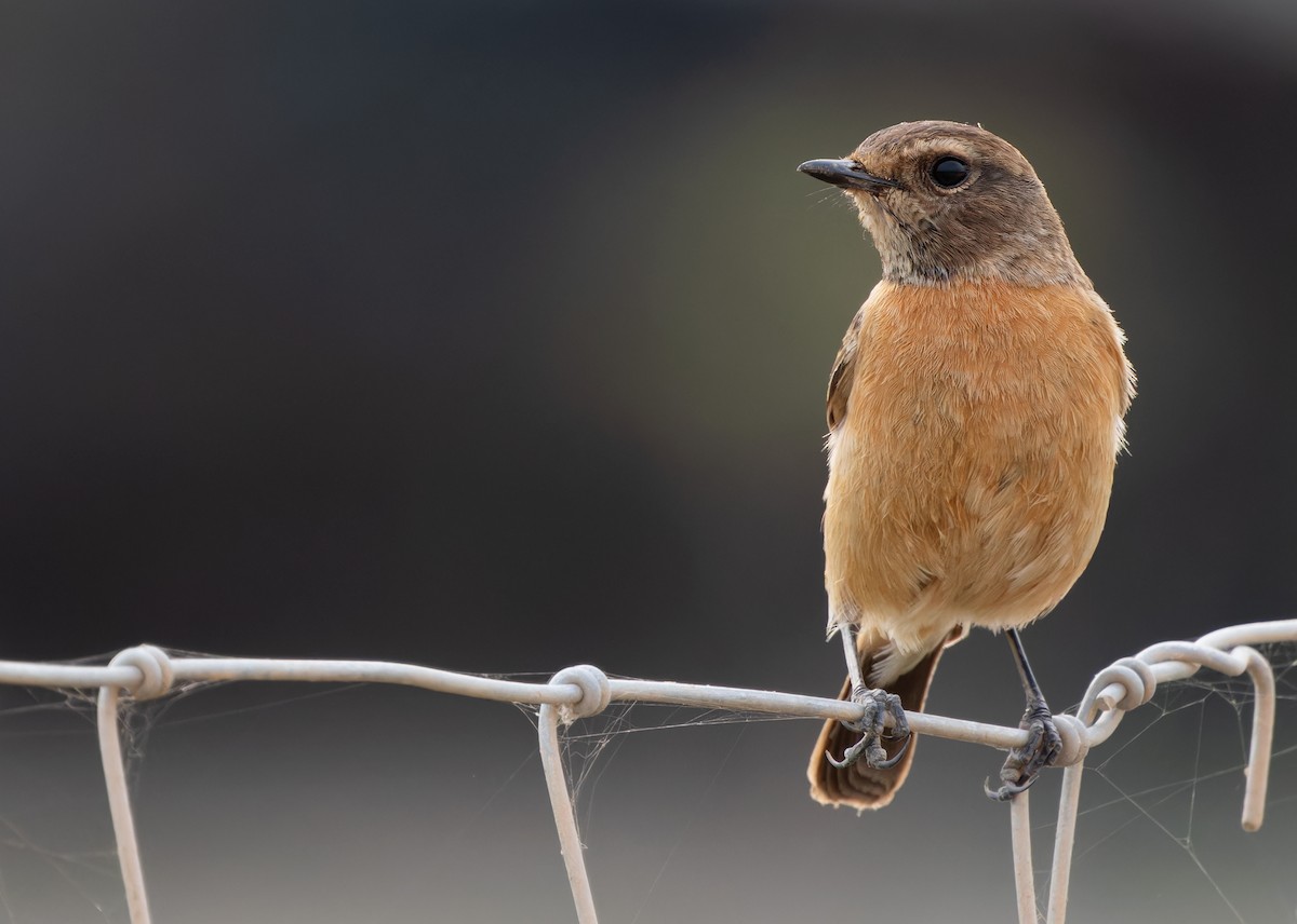 Siberian Stonechat (Przevalski's) - ML612182999