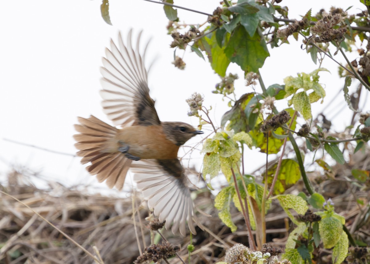 Siberian Stonechat (Przevalski's) - Ayuwat Jearwattanakanok