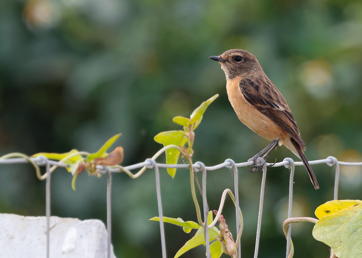 Siberian Stonechat (Przevalski's) - ML612183001