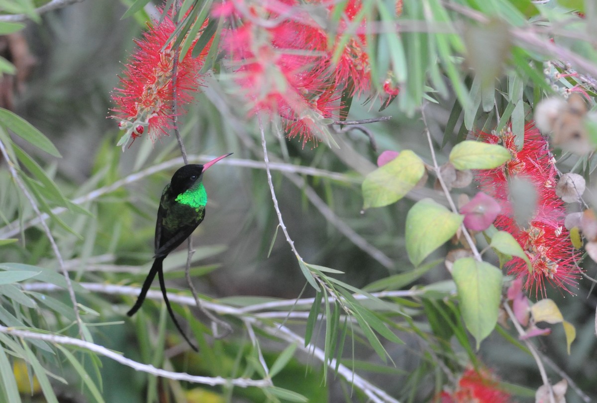 Red-billed Streamertail - ML612183044