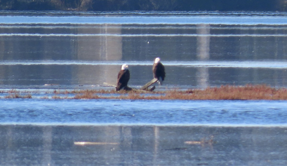 Bald Eagle - ML612183065