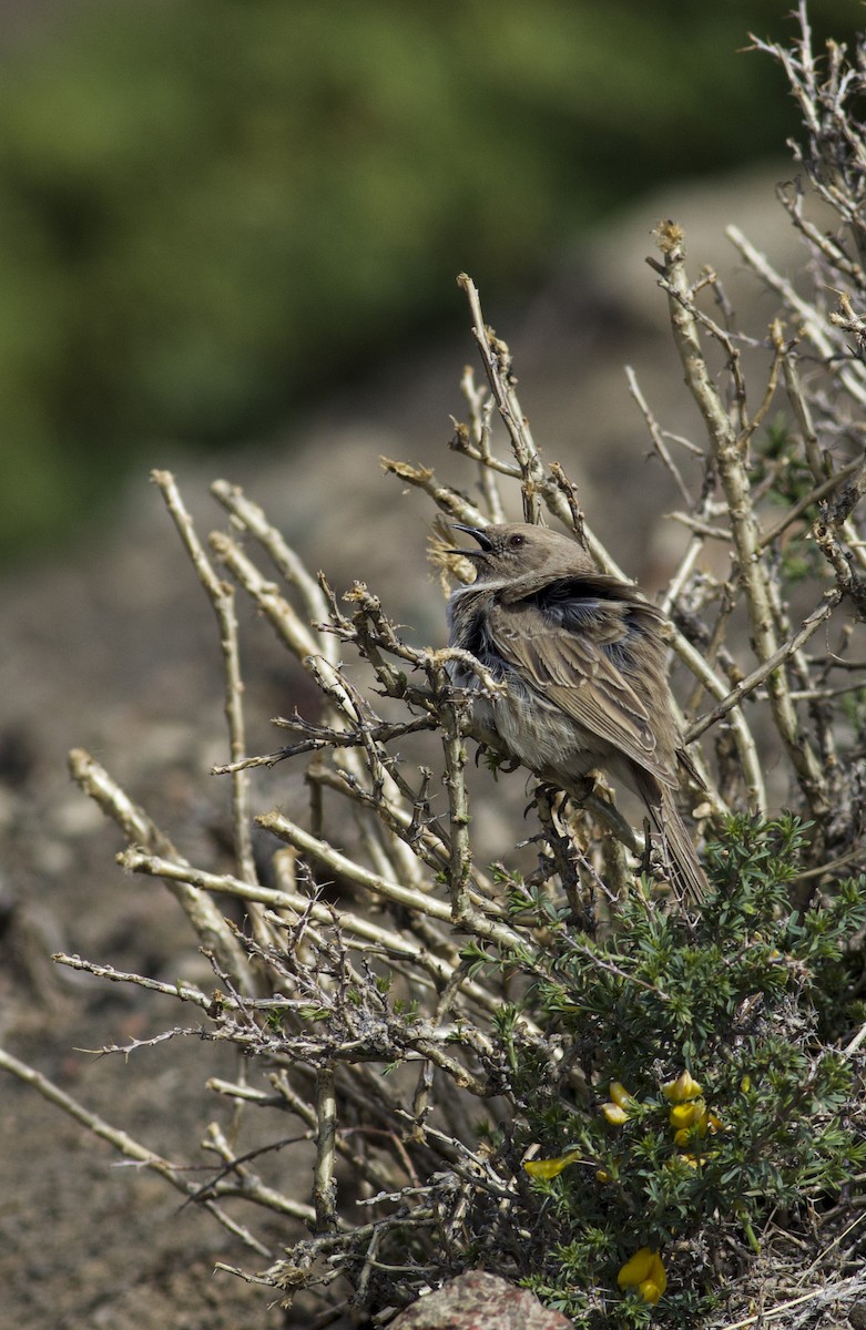 Mongolian Accentor - ML612183097